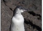 Galapagos Penguin