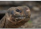 Giant Land Tortoise