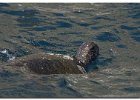 Green Sea Turtle
