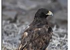 Galapagos Hawk (Juv)