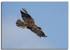 Galapagos Hawk (Juv)
