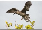 Red-Footed Booby (Juv)