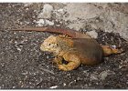 Land Iguana