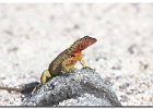 Lava Lizard