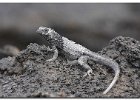 Lava Lizard