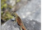 Lava Lizard