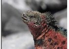 Marine Iguana