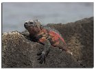 Marine Iguana