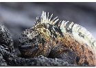 Marine Iguana