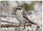 Mockingbird