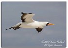 Nazca Booby