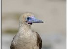 Red-Footed Booby