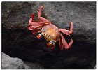 Sally Lightfoot Crab