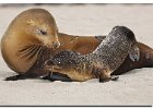 Sea Lions