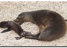 Sea Lions