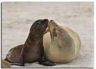 Sea Lions