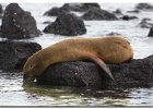 Sleeping Sea Lion