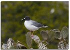 Swallowtail Gull