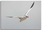 Tropicbird