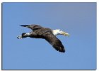 Waved Albatross