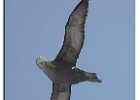 Waved Albatross