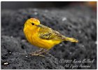 Yellow Warbler
