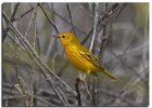 Yellow Warbler