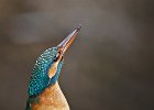 Kingfisher (f)