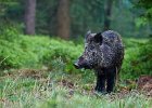 Wild Boar