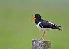 Oystercatcher