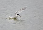 Sandwich Tern