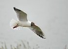 Black-headed Gull