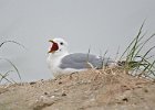 Gobby Gull