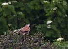 Kestrel (m)