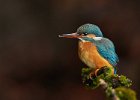 Kingfisher (f)