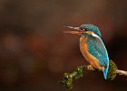 Kingfisher (f)