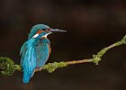 Kingfisher (m)