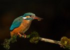 Kingfisher (f)