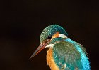 Kingfisher (f)