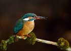 Kingfisher (f)