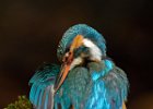 Kingfisher (f)