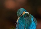 Kingfisher (f)
