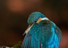 Kingfisher (f)