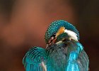 Kingfisher (f)