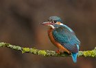 Kingfisher (f)