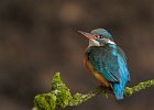 Kingfisher (f)