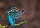 Kingfisher (f)