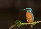 Kingfishers 2013