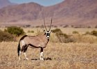 Oryx