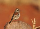 Cape Sparrow